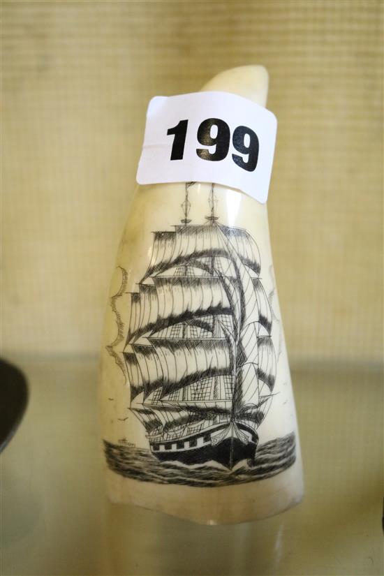 A scrimshaw tooth